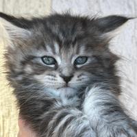 Maine Coon