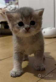 Gattini Scottish Fold& Straight