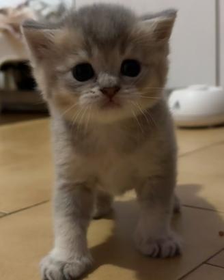 Gattini Scottish Fold& Straight