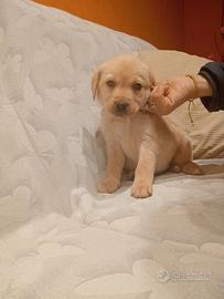 Labrador femmine miele