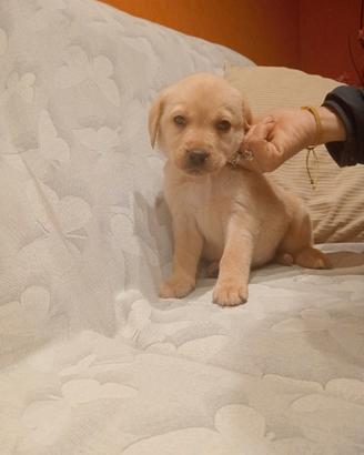 Labrador femmine miele