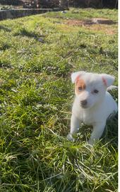 Cuccioli di jack russel puri