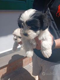 Shitzu cucciolo