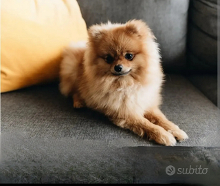 Spitz di pomerania toy