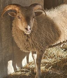 Pecore Nane d'Ouessant - Maschi giovani