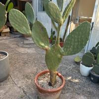 Fico d’india siciliano grande