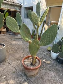 Fico d’india siciliano grande