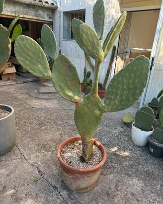 Fico d’india siciliano grande