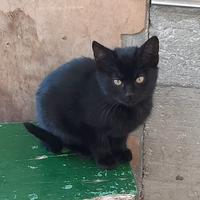 Gattina nera di 4 mesi