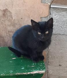 Gattina nera di 4 mesi