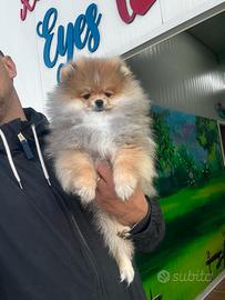 Spitz tedesco nano Pomerania