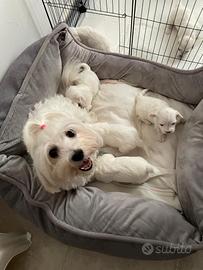 Cuccioli di maltese disponibili