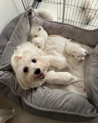 Cuccioli di maltese disponibili