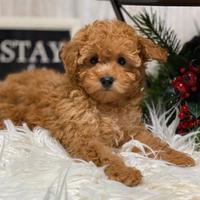 Cucciolo barboncini toy maschi e femmine