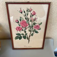 Quadro Rosa antica