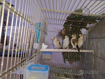 Cardellini mayor taglia media