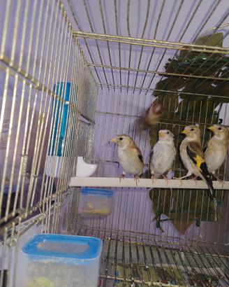 Cardellini mayor taglia media