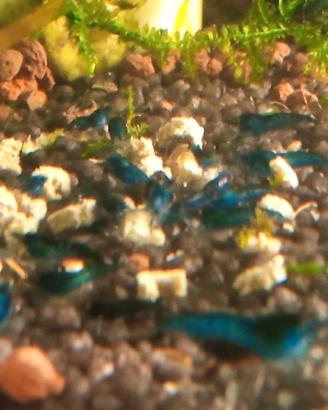 Neocaridine Blù Dreams, Orange Rili, Red Rili