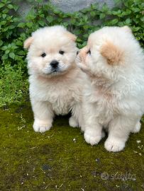 Cuccioli di Chow Chow