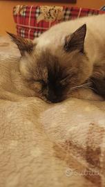 Gattina