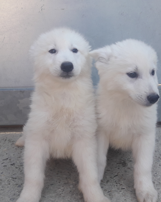 Cuccioli di pastore svizzero