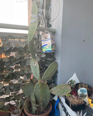 Pianta