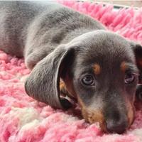 Cuccioli di bassotti kaninchen blu maschi femmine