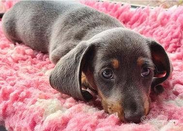 Cuccioli di bassotti kaninchen blu maschi femmine