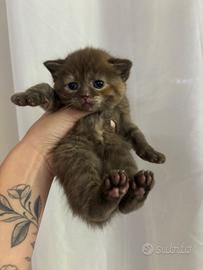 Gatti scottish