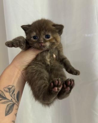 Gatti scottish