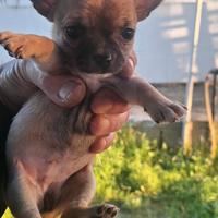 Cucciola di chihuahua