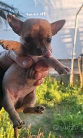Cucciola di chihuahua