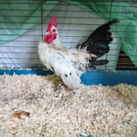 Galline nane