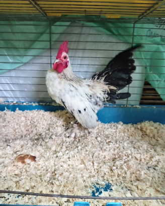Galline nane