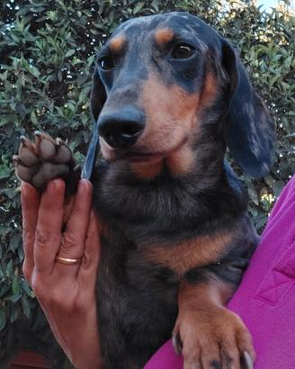Bassotto nano femmina silver 3 anni