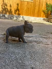 Bulldog francese blue