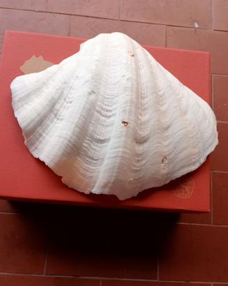 Conchiglia marina grande cm23