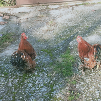 Cocincina millefiori