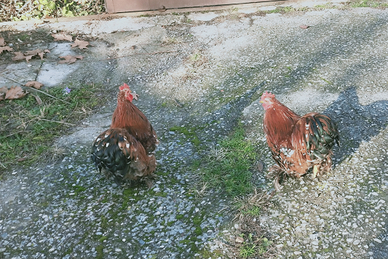 Cocincina millefiori