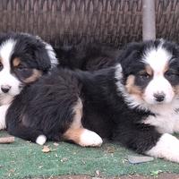 Cuccioli di pastore australiano