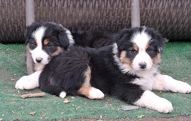 Cuccioli di pastore australiano