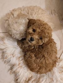 Cuccioli barboncino