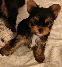 Cuccioli Yorkshire pedigree ENCI