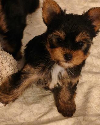 Cuccioli Yorkshire pedigree ENCI
