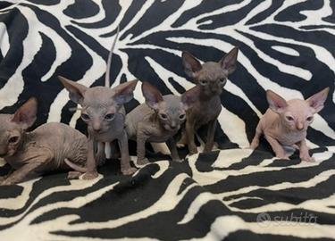 Sphynx