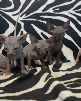 Sphynx