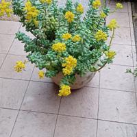 PIANTA GRASSA SEDUM BURRITO ( CODA D'ASINO)