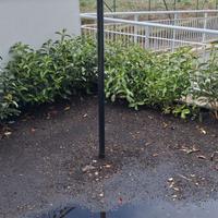 siepe Viburno Lucido per giardino