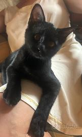 Gattina