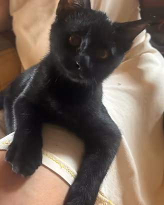 Gattina